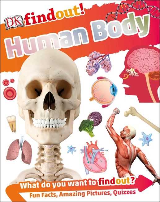 DKFindout! Human Body
